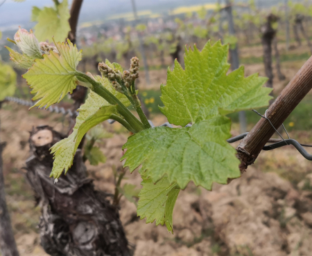 Weinrebenpatenschaft - rot