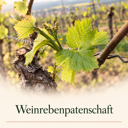 Weinrebenpatenschaft - WEISS